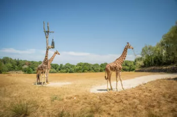 Girafe de nubie branfere 8