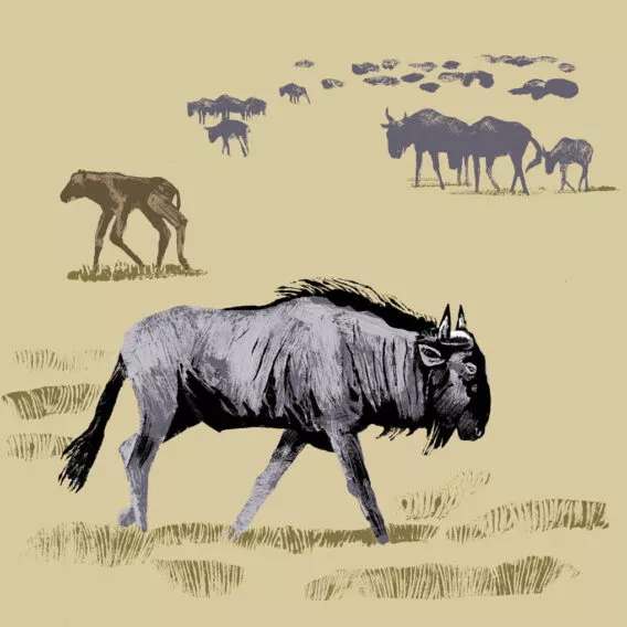 gnou bleu illustration