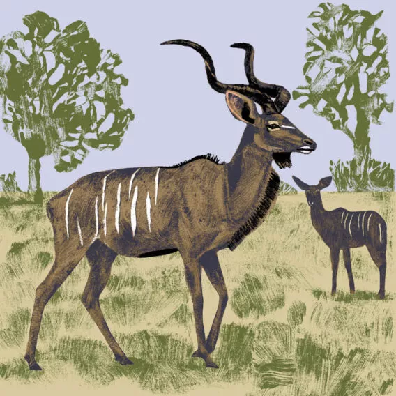 grand koudou illustration