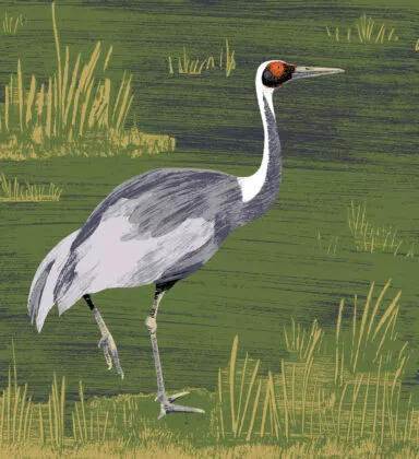 grue a cou blanc illustration