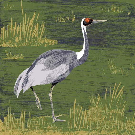 grue a cou blanc illustration