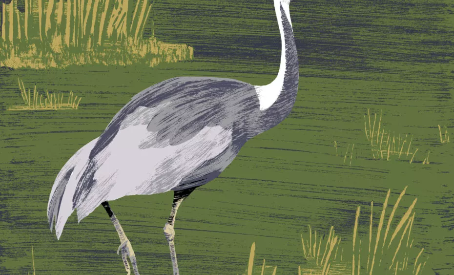 grue a cou blanc illustration