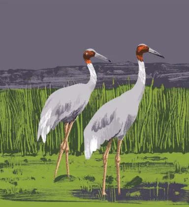 Illustration grue antigone