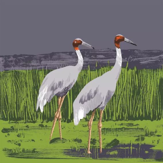 Illustration grue antigone