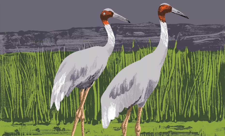 Illustration grue antigone