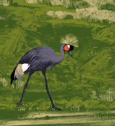 Illustration grue couronnée noire