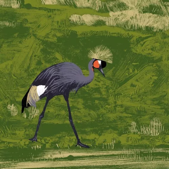 Illustration grue couronnée noire