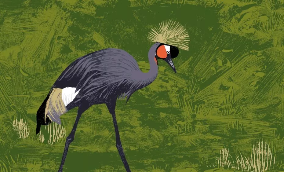 Illustration grue couronnée noire