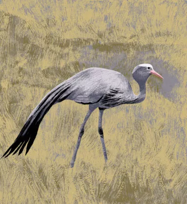 grue de paradis illustration