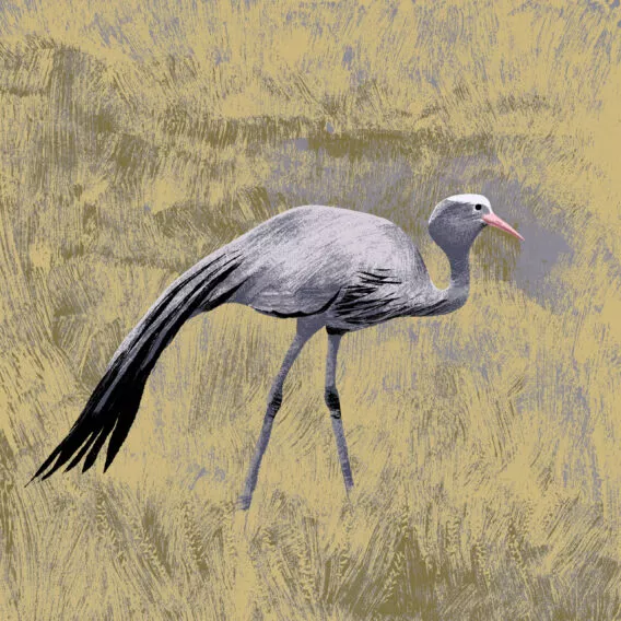 grue de paradis illustration