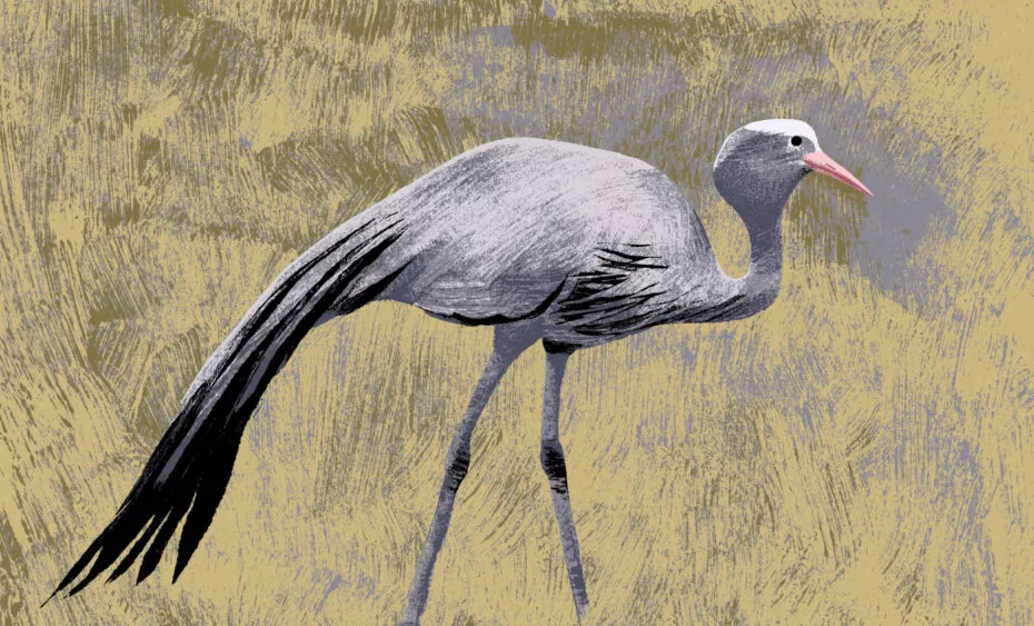 grue de paradis illustration