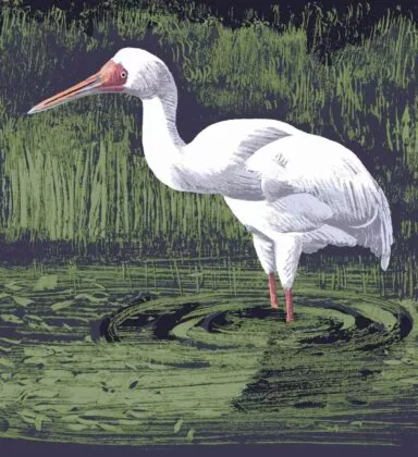 Grue de sibérie illustration