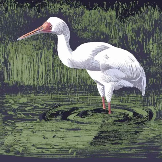 Grue de sibérie illustration