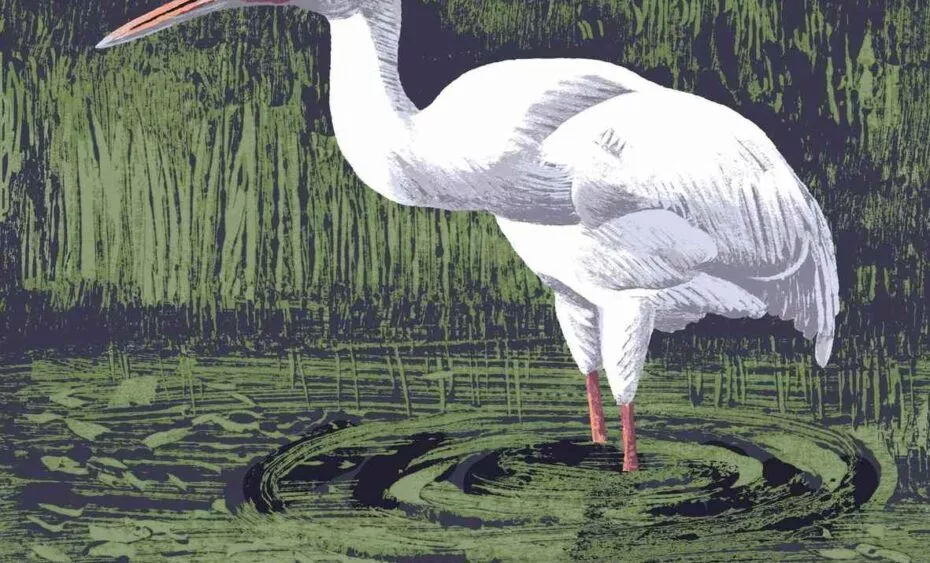 Grue de sibérie illustration