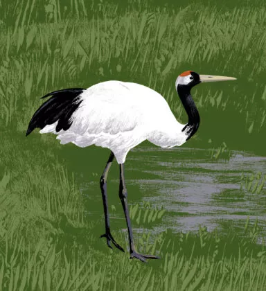 grue mandchourie illustration