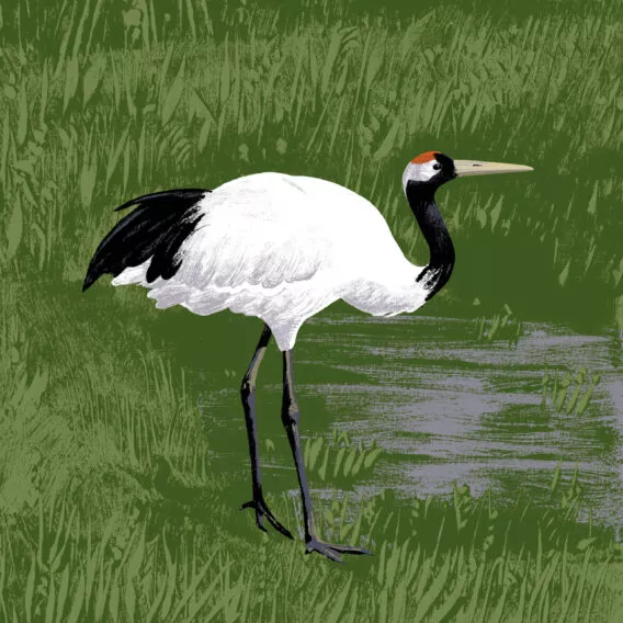 grue mandchourie illustration