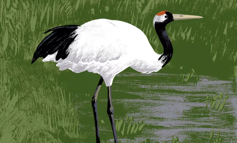 grue mandchourie illustration