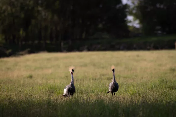 Gure couronnée vue 3