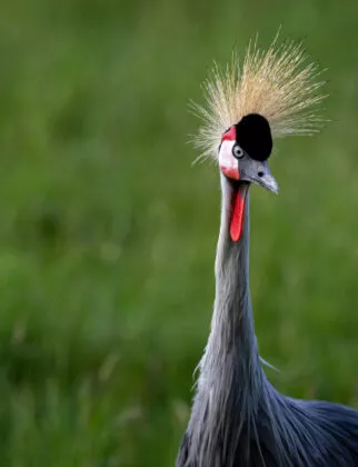 Gure couronnée vue 2