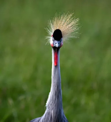 Gure couronnée vue 1