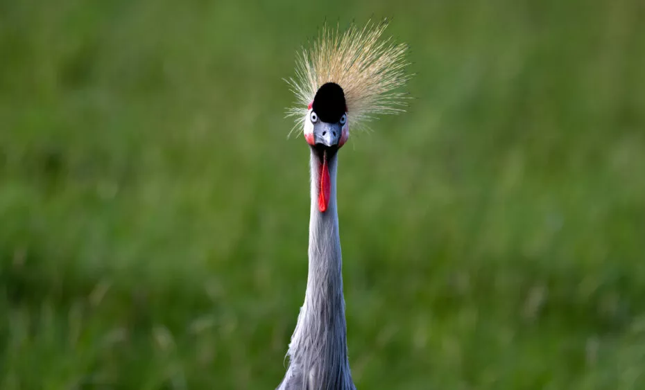 Gure couronnée vue 1