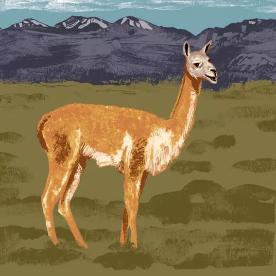 Guanaco illustration