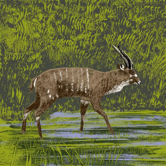 illustration guib d'eau