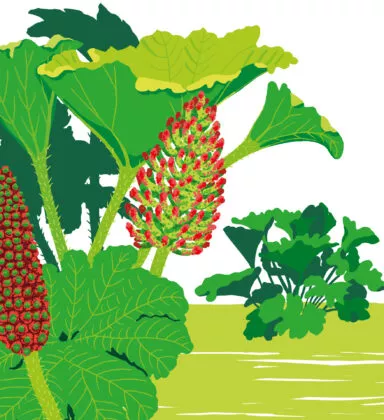 gunnera