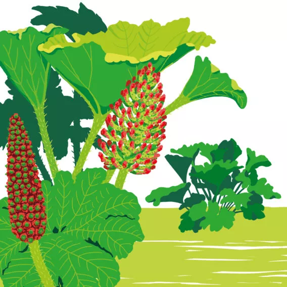gunnera