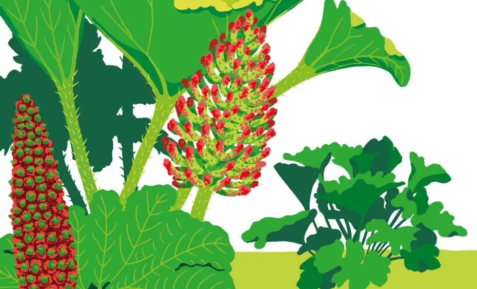 gunnera