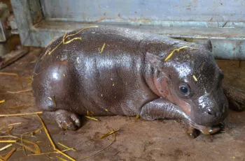hippo dabou