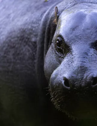 Hippopotame pygmé vue 8