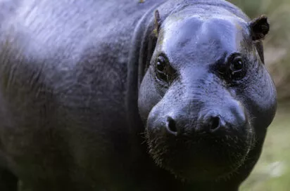 Hippopotame pygmé vue 8