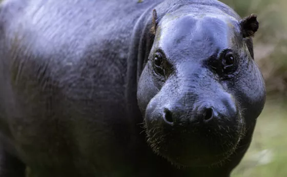 Hippopotame pygmé vue 8