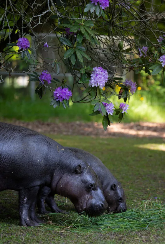 Hippopotame pygmé vue 3