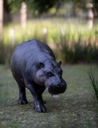 Hippopotame pygmé vue 5