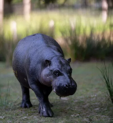 Hippopotame pygmé vue 5