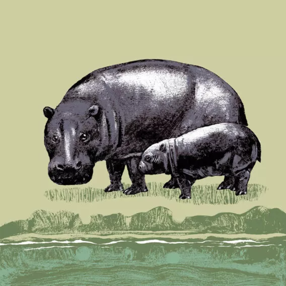 hippopotame pygmé illustration