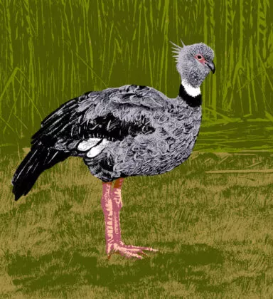 kamichi illustration