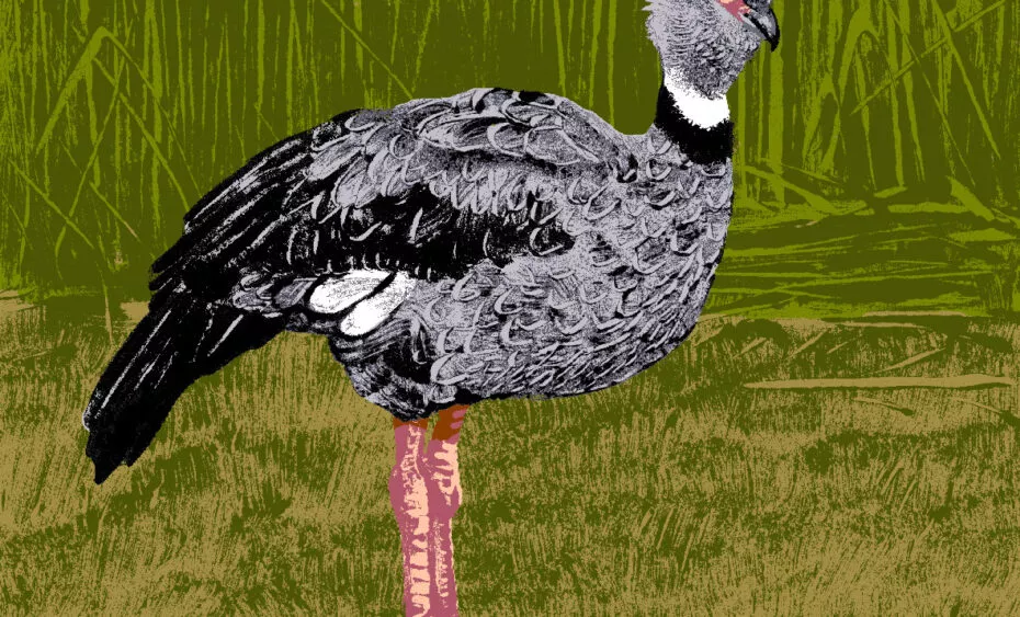 kamichi illustration