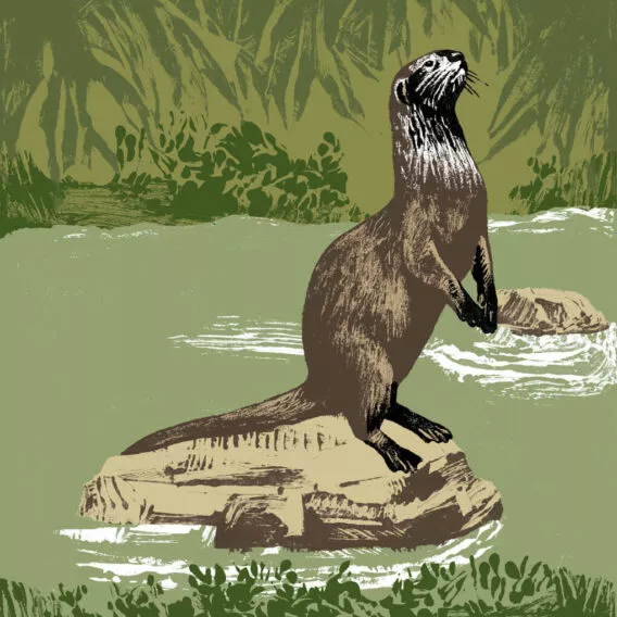 Illustration loutre cendree