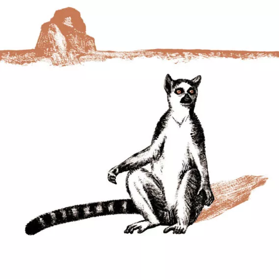 maki catta illustration