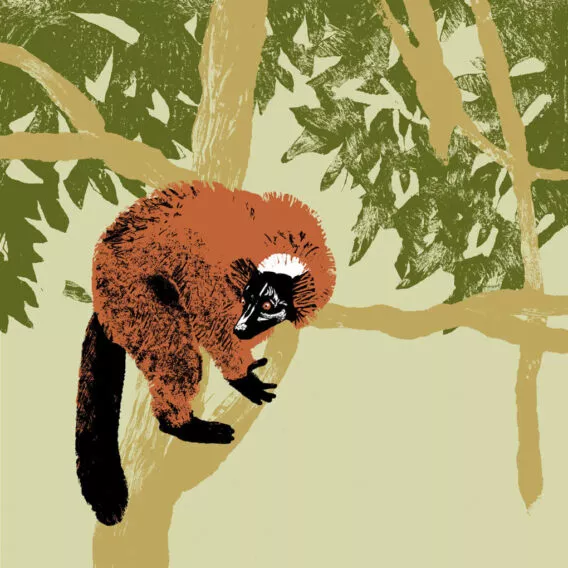 maki vari roux illustration