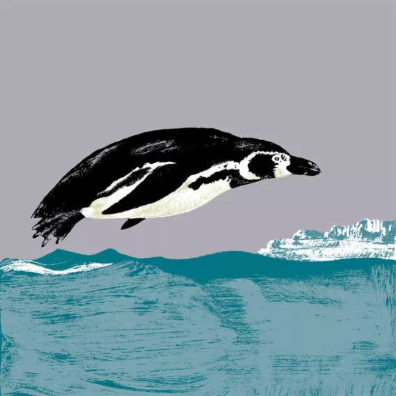 manchot humboldt illustration