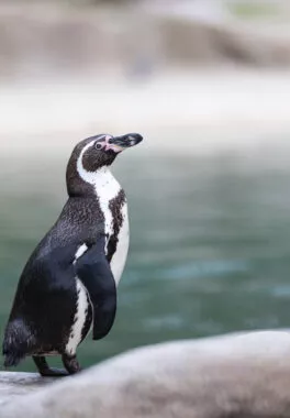 Manchots de Humboldt vue 2