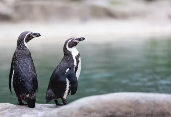 Manchots de Humboldt vue 2