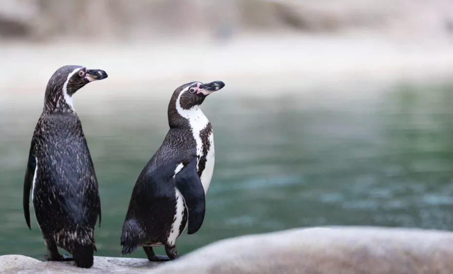Manchots de Humboldt vue 2