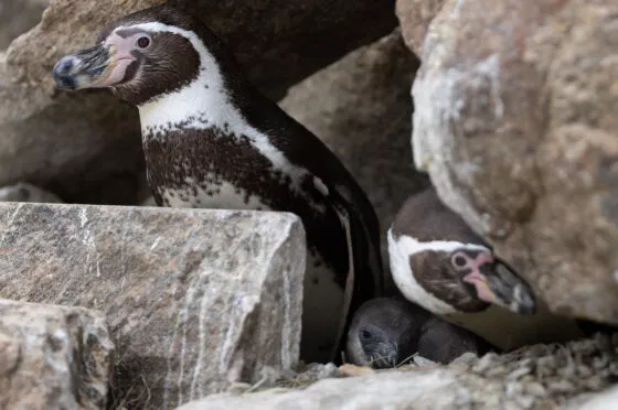 Manchots de Humboldt