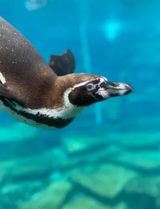manchot de humboldt sous l'eau