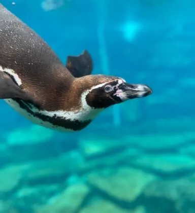 manchot de humboldt sous l'eau